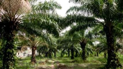 REBOISEMENT ASSOCIE AUX NAISSANCES : La meilleure technique ancestrale pour sauver la nature