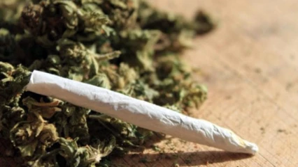 COMMUNE DE SAVE : 97 kilogrammes de chanvre indien saisis