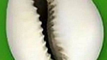 ÉDITO : Entre honneur et devoir ?