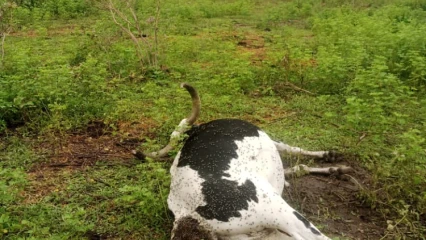 ALIBORI :  Des bêtes abattues par l’armée dans le parc W  . Les éleveurs mécontents