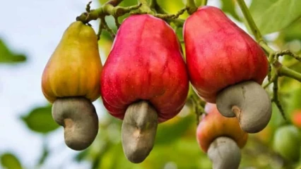 Néré, karité, anacarde, soja: l’Anm lance une enquête qualité auprès des béninois 