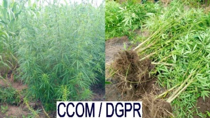 COMMUNE DE TCHAOUROU  : Un agriculteur arrêté à cause de la nature de sa production 