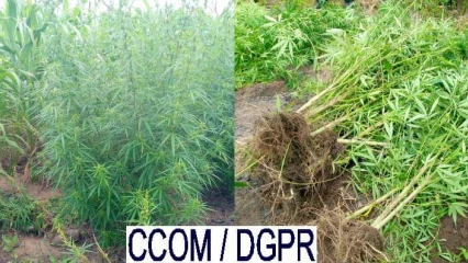 COMMUNE DE TCHAOUROU  : Un agriculteur arrêté à cause de la nature de sa production 