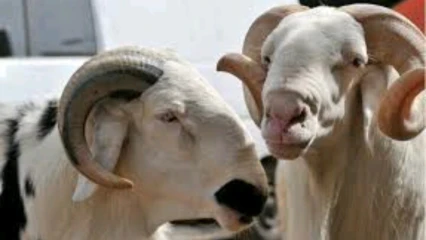 TABASKI 2018 A PARAKOU : Des voleurs de moutons qui sèment la terreur