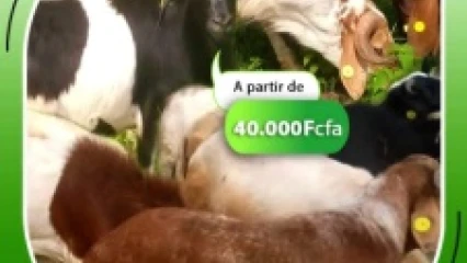 POUR  LA TABASKI 2022 : Belco&rsquo;s Ranch propose des béliers à moindre coût