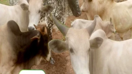 TABASKI 2023/AVEC BELCO’S RANCH :  Achetez des animaux sains à moindre coût