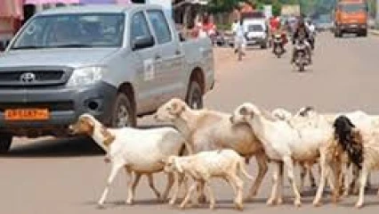 DIVAGATION DES BÊTES À PARAKOU : Reprise de la répression