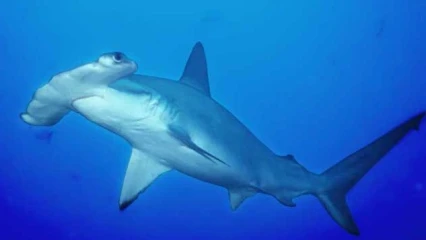 Protection de la biodiversité au Bénin: Eco-Nature Ong initie un projet pour la conservation du requin-marteau Halicorne