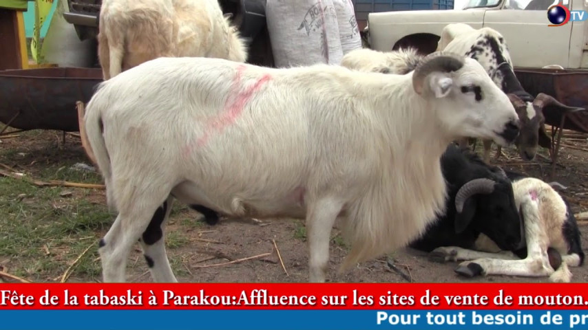 TABASKI 2020 A PARAKOU: Affluence sur les site de vente de moutons