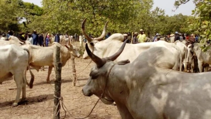 SUITE À UN MALENTENDU ENTRE LES ACTEURS : Les marchés à bétail de Tourou et de Barérou suspendus