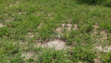 CONFLIT DOMANIAL À NIKKI : Plusieurs blessés graves