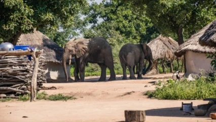 DIVAGATION D’UN PACHYDERME A KANDI : Félicien Amakpè de l’inspection forestière rassure