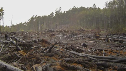 UTILISATION ABUSIVE DES ENGRAIS CHIMIQUES : La source d’une catastrophe écologique en téléchargement