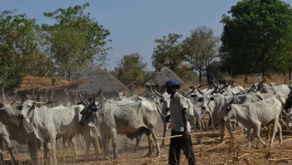 MODERNISATION DES PRATIQUES D&rsquo;ELEVAGE AU BENIN : Le gouvernement met en place le Proser