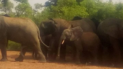 BÉNIN/BANIKOARA : Deux éléphants en divagation sèment la terreur au sein des populations