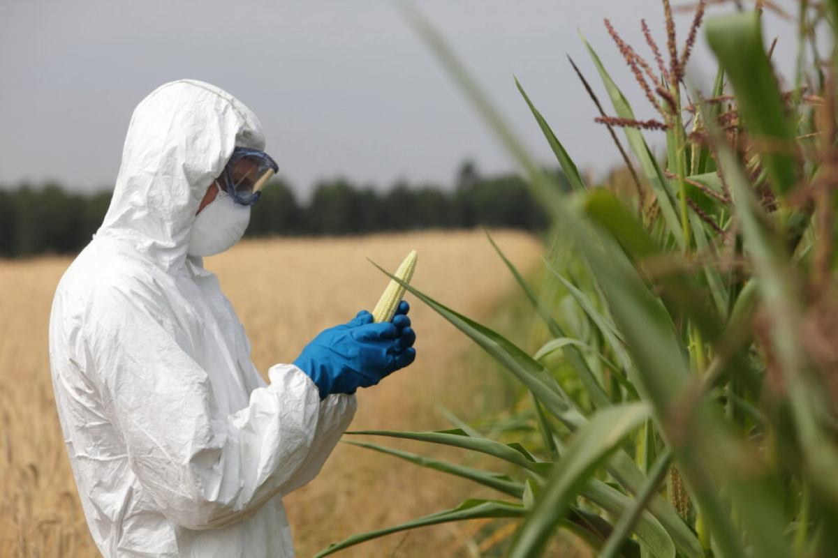 UTILISATION DES ORGANISMES GÉNÉTIQUEMENT MODIFIÉS DANS L&rsquo;AGRICULTURE :  Ces conséquences dont on parle peu mais pourtant graves