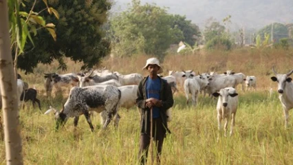 POUR LA MODERNISATION DES SYSTEMES D&rsquo;ELEVAGE AU BENIN : Un haut-commissariat à la sédentarisation des éleveurs mis sur pied