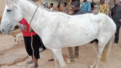COUR ROYALE DE KOUANDÉ : Aminou Mama Ibrahim fait don d’un cheval au roi Bagana Tunko Cessi II