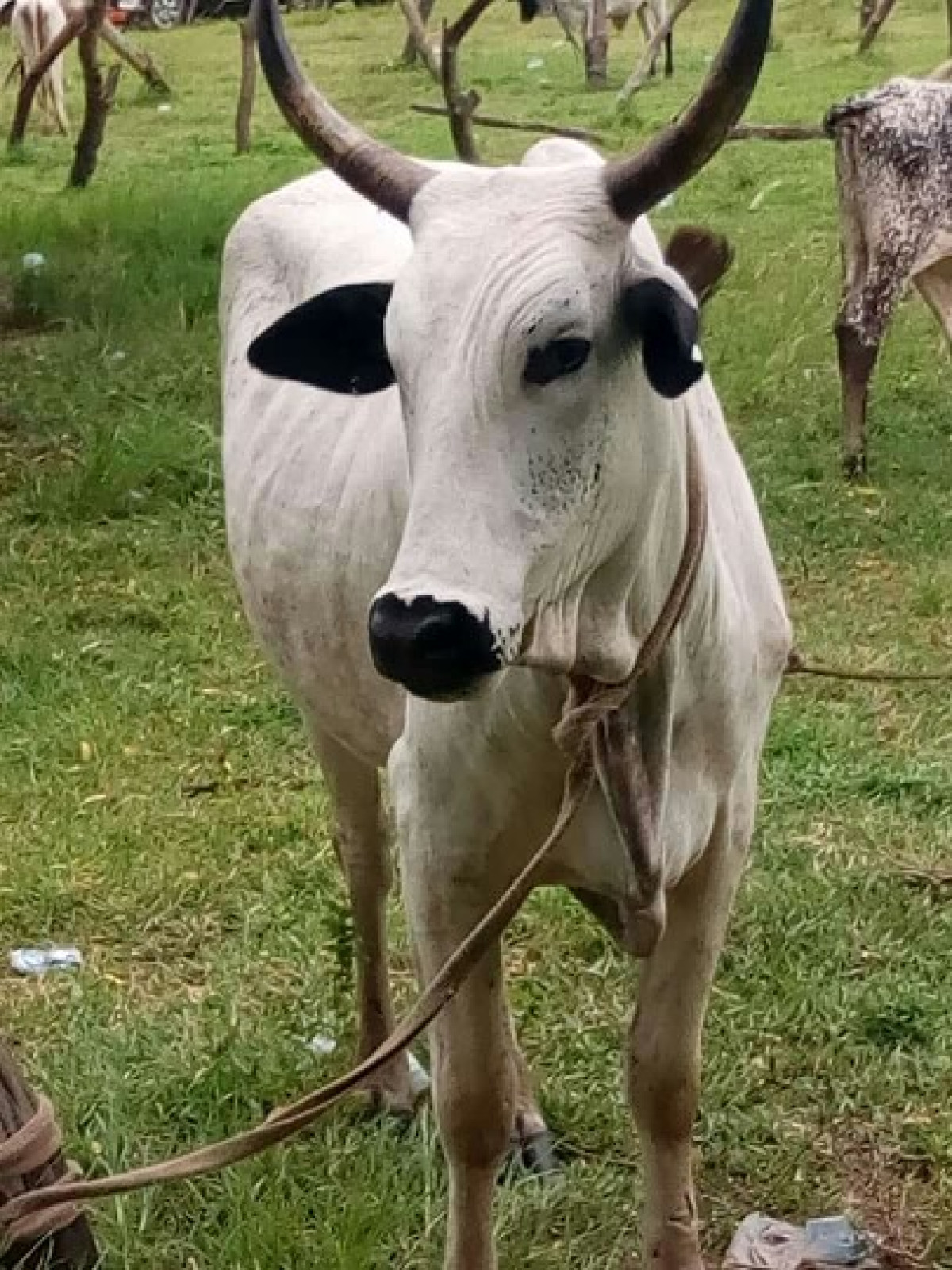 COMMUNE DE BEMBEREKE : Un présumé voleur de bœufs interpellé