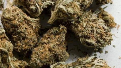 COTONOU : 114 Kg de chanvre indien saisis et trois individus interpellés