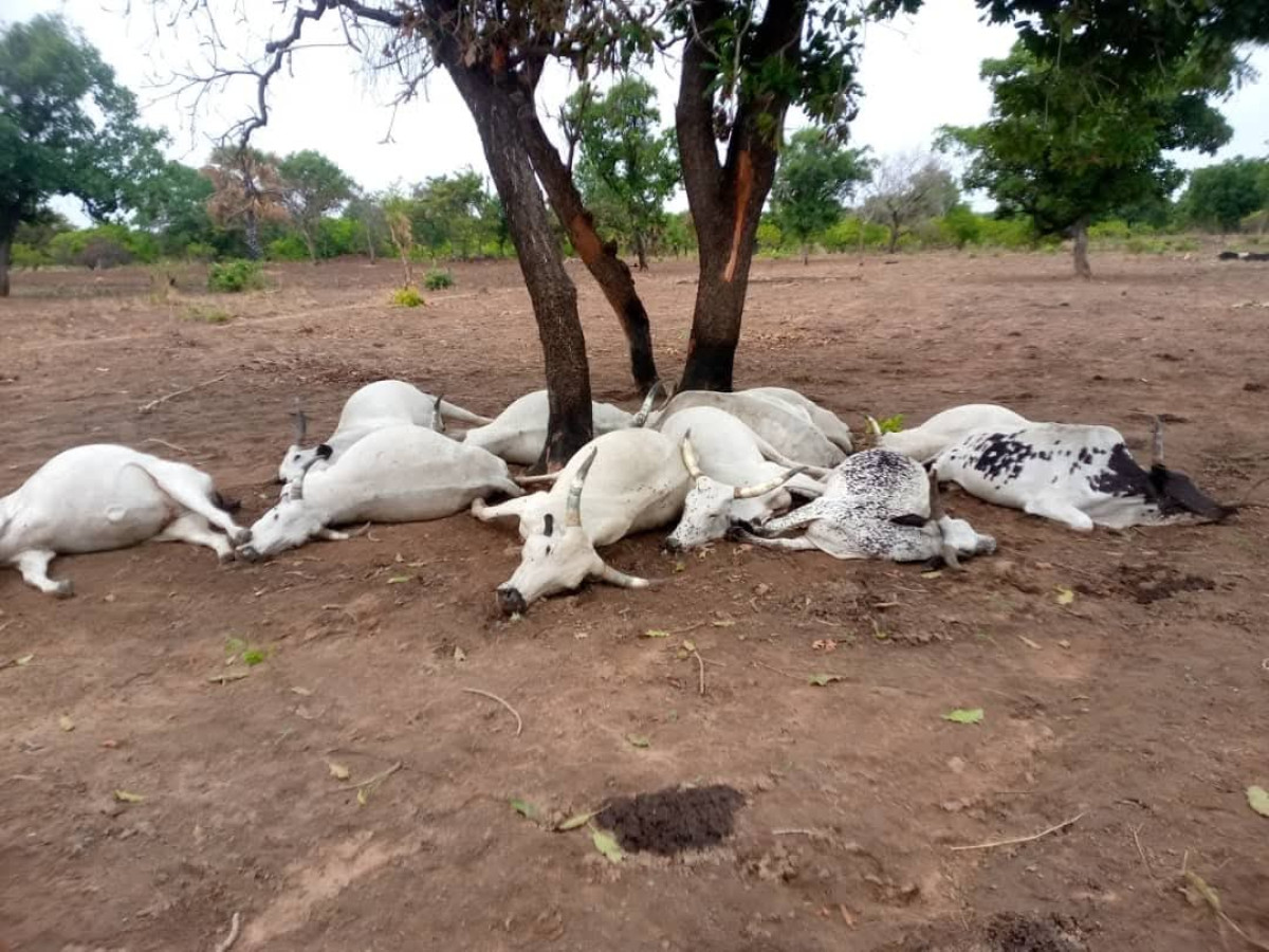 Ségbana: un éleveur perd 11 vaches sous le coup d&rsquo;un tonnerre