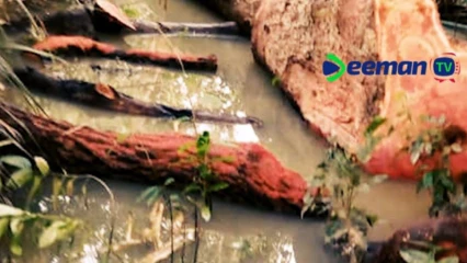 BEMBÉRÉKÉ : Un arbre fétiche coule du sang après avoir été scié