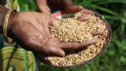 CONSOMMATION LOCALE AU BENIN : Un facteur de développement encore sous-estimé