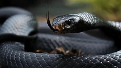 FAIT INSOLITE AU BENIN : Un gros serpent noir apparaît au début d’une audience dans un tribunal