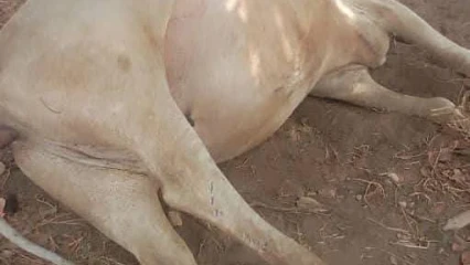 Tragédie à Nikki: 12 bœufs empoisonnés dans une plantation d’anacardiers