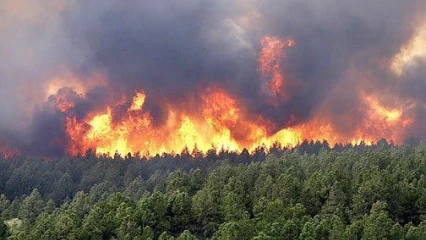 MAROC : Un millier d’hectares de forêt parti en fumée  . 500 familles évacuées
