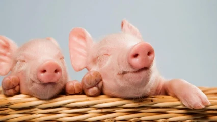 CURIOSITÉ SCIENTIFIQUE : Des scientifiques chinois créent des porcs-singes