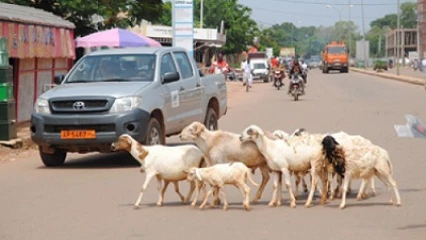 DIVAGATION DES ANIMAUX DANS LA VILLE DE NATITINGOU : Le maire Taté Ouindéyama annonce la phase répressive