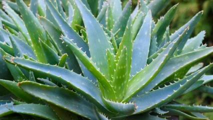 ALOE VERA :  Les mille et une vertus d&rsquo;une plante exceptionnelle