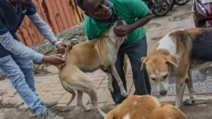 Djidja/Après le décès d’un enfant diagnostiqué de la rage: Le gouvernement ordonne l’abattage des animaux de compagnie errants