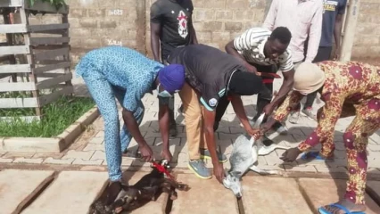 ABATTAGE SYSTEMATIQUE DES BETES EN DIVAGATION ET SECURITE ROUTIERE A PARAKOU : La répression doit continuer pour préserver la vie des citoyens