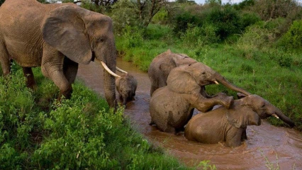 MODERNISATION DE LA GESTION DES RESERVES ANIMALIERES DU BENIN : Et si le gouvernement changeait de fusil d’épaule ?