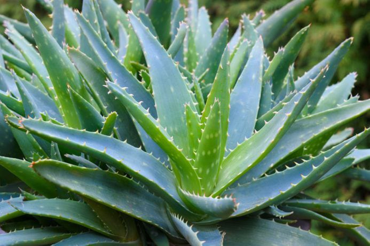 ALOE VERA :  Les mille et une vertus d&rsquo;une plante exceptionnelle