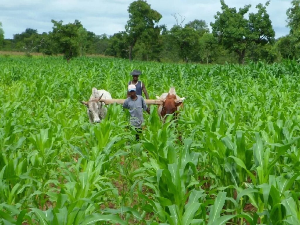 Bénin: les modalités d&rsquo;organisation de la conférence agricole annuelle fixées 