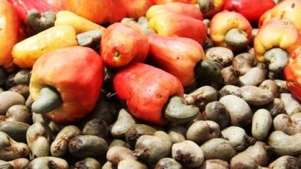 CAMPAGNE DE COMMERCIALISATION 2020-2021 DES NOIX DE CAJOU : Le prix-plancher fixé à 300 Fcfa