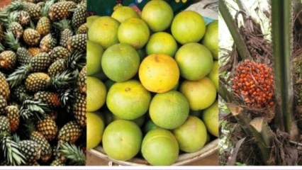 ORGANISATION DES FILIÈRES COTON, SOJA, CAJOU, ETC PRODUITES AU NORD : À quand le tour de l’ananas, l’orange, la noix de palme et autres ?