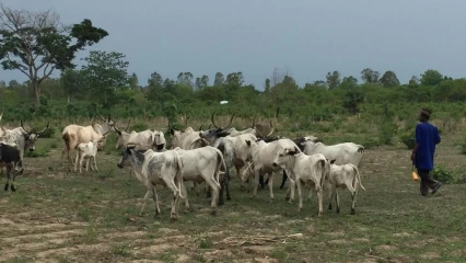 RÉORGANISATION DE LA TRANSHUMANCE DES ANIMAUX AU BÉNIN : Le gouvernement opte pour un nouveau type d&rsquo;élevage