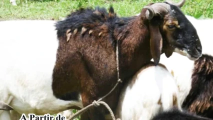TABASKI 2018 : Belco&rsquo;s Ranch vous propose des moutons sains à moindre coût