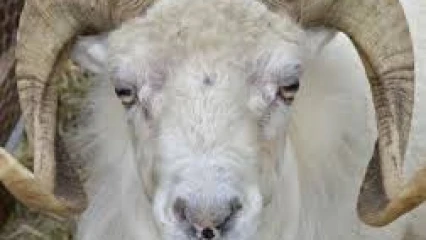 INSOLITE : Un bélier condamné à 3 ans de prison pour meurtre
