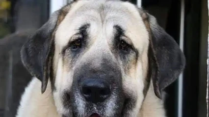 NIKKI  :   L’opération d’abattage des chiens en divagation lancée 