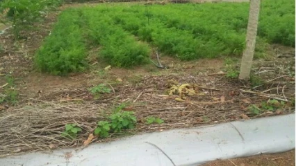 UTILISATION DES ENGRAIS CHIMIQUES DANS LE MARAICHAGE : De la recherche d’un bon rendement à l’empoisonnement des consommateurs