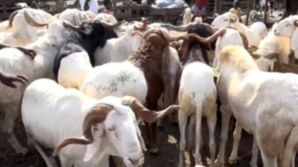 COMMUNE DE DJIDJA  :   Un réseau de vol de bétail démantelé par la population   . Deux membres aux mains de la police, un troisième hospitalisé 