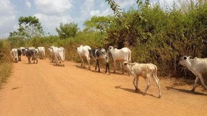 BÉNIN : La transhumance nationale du bétail pour le pâturage désormais interdite . Voici les nouvelles modalités de pâturage