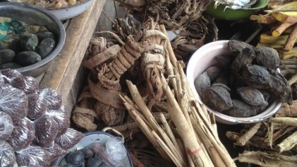 BENIN/HOMOLOGATION DES PRODUITS DE LA MÉDECINE TRADITIONNELLE : Tout sur un processus à la fois stressant et méconnu