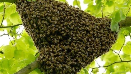 N’DALI : Un mort et quatre blessés enregistrés dans une attaque d’abeilles
