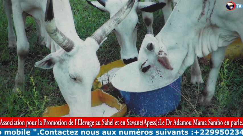 ASSOCIATION POUR LA PROMOTION DE L'ÉLEVAGE AU SAHEL ET EN SAVANE (APESS): Le Dr Adamou Mama Sambo en